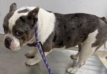 Pit Bull Terrier and French Bulldog Dogs Available for Adoption - String Cheese | PetCurious