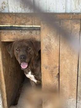 Rescue Mountain Cur and Mixed Breed Dogs for Adoption in Cowen, West Virginia - BLAZE | PetCurious