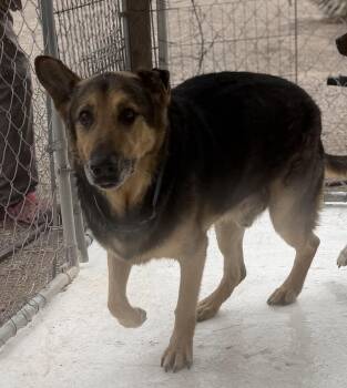 Max -  German Shepherd Dog Dog for Adoption in Deming, New Mexico - Max | PetCurious