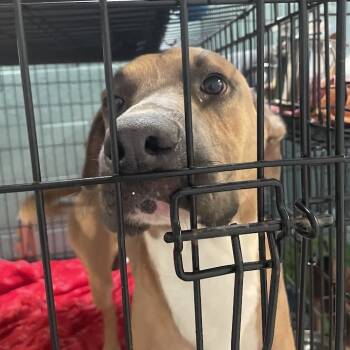 Rescue Mixed Breed Dogs for Adoption in Port Charlotte, Florida - Wacko | PetCurious