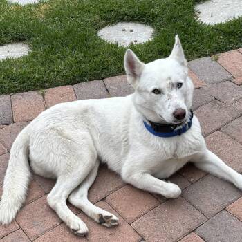 Elsa -  Siberian Husky and Alaskan Malamute Dog for Adoption in Torrance, California - Elsa | PetCurious