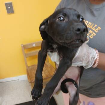 Yoshi -  Jack Russell Terrier Dog for Adoption in Clarksdale, Mississippi - Yoshi | PetCurious