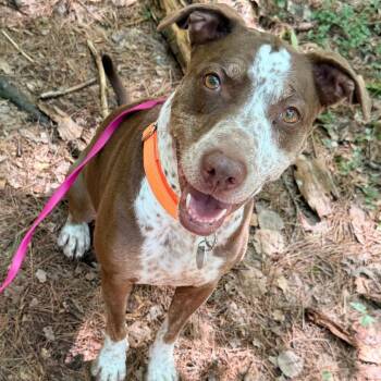 Holly -  German Shorthaired Pointer and Pointer Dog for Adoption in Pittsford, Vermont - Holly | PetCurious