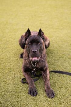 Wayne -  Cane Corso Dog for Adoption in Oakville, Ontario - Wayne | PetCurious