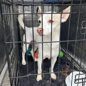Snowball -  Chihuahua Dog for Adoption in Canton, Illinois - Snowball | PetCurious