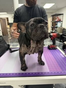 Rescue French Bulldog Dogs for Adoption in Ventura, California - Miracle | PetCurious