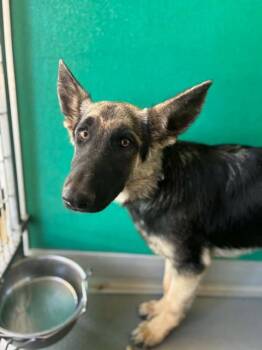 A255556 -  German Shepherd Dog and Mixed Breed Dog for Adoption in Visalia, California - A255556 | PetCurious