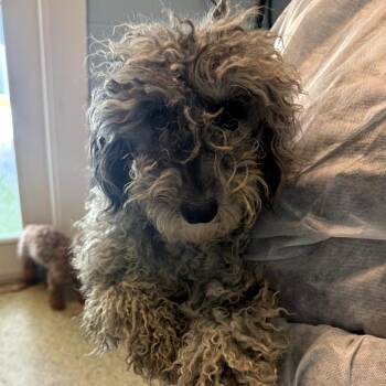 Mixed Breed Dogs Available for Adoption in Loxahatchee Groves, Florida - Derrika 0669 | PetCurious