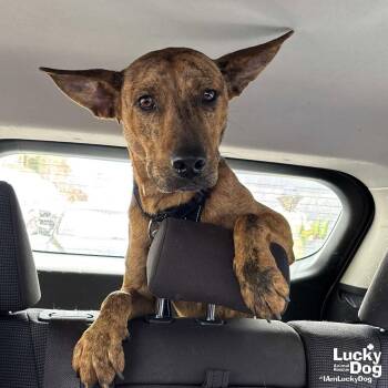 Cooper -  Shepherd and Plott Hound Dog for Adoption in Washington, District Of Columbia - Cooper | PetCurious