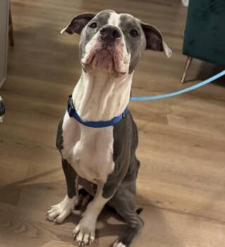 Rescue Pit Bull Terrier and American Staffordshire Terrier Dogs for Adoption in Philadelphia, Pennsylvania - Pupperoni | PetCurious