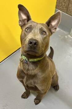 Nautilus -  Mixed Breed Dog for Adoption in Eugene, Oregon - Nautilus | PetCurious