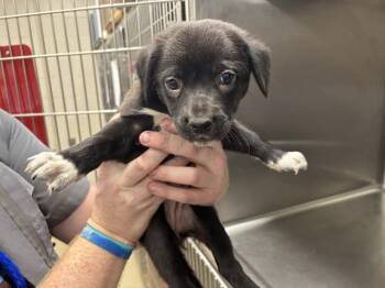 Australian Cattle Dog Blue Heeler and Border Collie Dogs Available for Adoption in Grand Prairie, Texas - CORAL | PetCurious