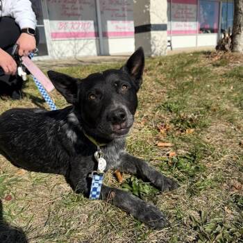 Rescue Australian Cattle Dog Blue Heeler Dogs for Adoption in Normal, Illinois - Sparky | PetCurious