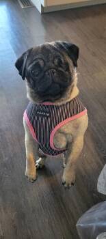Pug Dogs Available for Adoption in Toronto, Ontario - Mimi | PetCurious