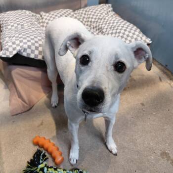 Beagle Dogs Available for Adoption - Harley | PetCurious