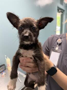 AISHA -  Feist and Mixed Breed Dog for Adoption in Newton, North Carolina - AISHA | PetCurious