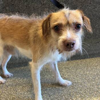 IVHS-Stray-139432 -  Terrier Dog for Adoption in San Gabriel, California - IVHS-Stray-139432 | PetCurious