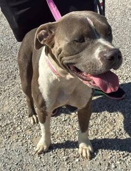 General -  Pit Bull Terrier Dog for Adoption in Evansville, Indiana - General | PetCurious