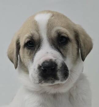 Great Pyrenees Dogs Available for Adoption - Portia | PetCurious