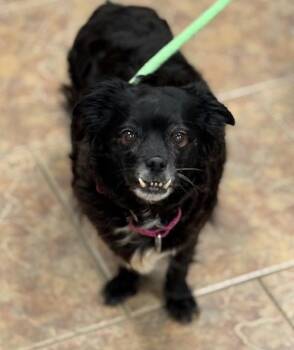 Spaniel and Pug Dogs Available for Adoption - Patti LaBelle | PetCurious