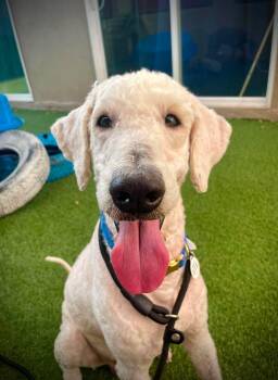 Boone -  Labradoodle Dog for Adoption in Phoenix, Arizona - Boone | PetCurious
