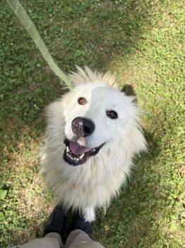 Sabrina -  Great Pyrenees Dog for Adoption in Ashland, Virginia - Sabrina | PetCurious