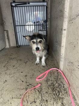 Terrier and Mixed Breed Dogs Available for Adoption - SCRAPPY | PetCurious