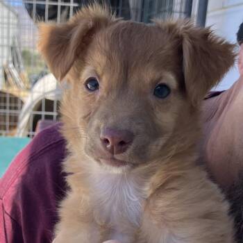 Emmett -  Golden Retriever and Chihuahua Dog for Adoption in Long Beach, California - Emmett | PetCurious