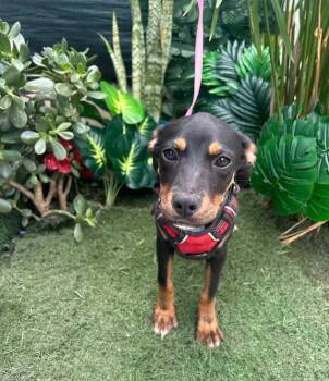 Mixed Breed Dogs Available for Adoption - Sally | PetCurious