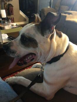 Jake -  Terrier Dog for Adoption in Germantown, Ohio - Jake | PetCurious