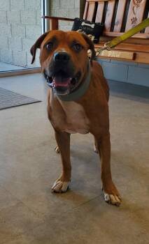 Gunther -  Terrier Dog for Adoption in Bossier City, Louisiana - Gunther | PetCurious