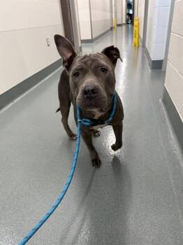 Staffordshire Bull Terrier Dogs Available for Adoption in Baytown, Texas - MAMA | PetCurious