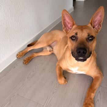 Benji -  German Shepherd Dog Dog for Adoption in Yonkers, New York - Benji | PetCurious