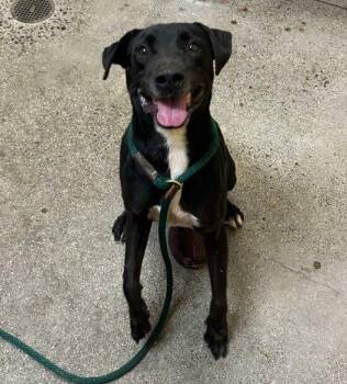 Lava -  Retriever and Mixed Breed Dog for Adoption in Honolulu, Hawaii - Lava | PetCurious