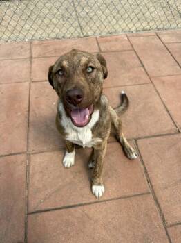 Terrier Dogs Available for Adoption in Bothell, Washington - Kobe | PetCurious