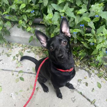 Jody -  Labrador Retriever Dog for Adoption in Chicago, Illinois - Jody | PetCurious