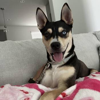 Pit Bull Terrier and Husky Dogs Available for Adoption in Oak Ridge North, Texas - Riley | PetCurious