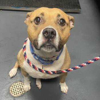 Peacan -  Mixed Breed Dog for Adoption in Allentown, Pennsylvania - Peacan | PetCurious