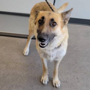 Mixed Breed Dogs Available for Adoption in Las Cruces, New Mexico - 105840 | PetCurious