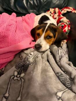 Lolly -  Beagle Dog for Adoption in Aurora, Indiana - Lolly | PetCurious