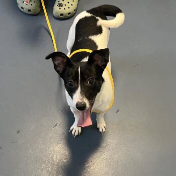 Jack Russell Terrier Dogs Available for Adoption in Greensboro, North Carolina - Clove | PetCurious