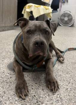 Lawrence -  Pit Bull Terrier and Mixed Breed Dog for Adoption in Kansas City, Missouri - Lawrence | PetCurious