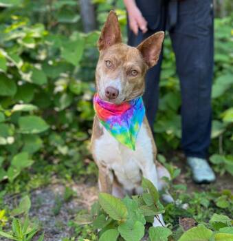 Mixed Breed Dogs Available for Adoption in Ellijay, Georgia - Meeka | PetCurious