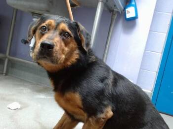RAMON -  Rottweiler Dog for Adoption in Albuquerque, New Mexico - RAMON | PetCurious