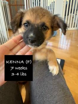 Rescue Chihuahua and Mixed Breed Dogs for Adoption in Richfield, Wisconsin - Kenna | PetCurious