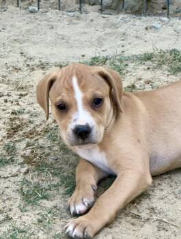 American Foxhound and Black And Tan Coonhound Dogs Available for Adoption in Sanford, North Carolina - Levi | PetCurious