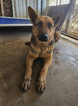 Rescue German Shepherd Dog Dogs for Adoption in El Centro, California - Carson | PetCurious
