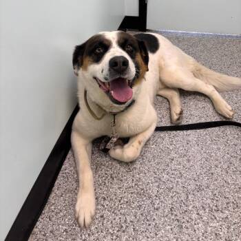 Marshall -  Mixed Breed Dog for Adoption in Clavet, Saskatchewan - Marshall | PetCurious