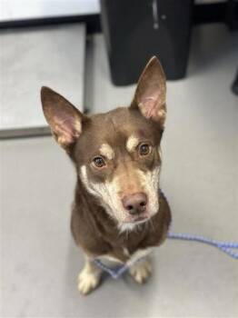 Rocky -  Mixed Breed Dog for Adoption in West Chester, Pennsylvania - Rocky | PetCurious