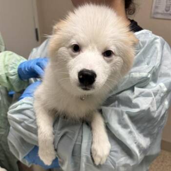 Pixy -  Pomeranian and Husky Dog for Adoption in Tempe, Arizona - Pixy | PetCurious